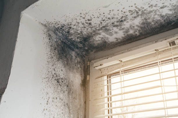 Affordable Mold Cleanup solutions in Hatfield, PA